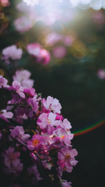 Image purple flowers in tilt shift lens