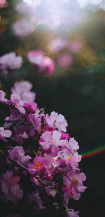 Image purple flowers in tilt shift lens