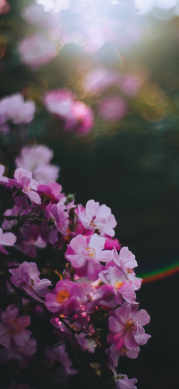 Image purple flowers in tilt shift lens