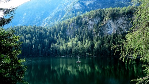 Image green trees near lake during daytime