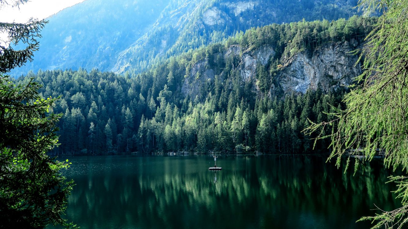 green trees near lake during daytime