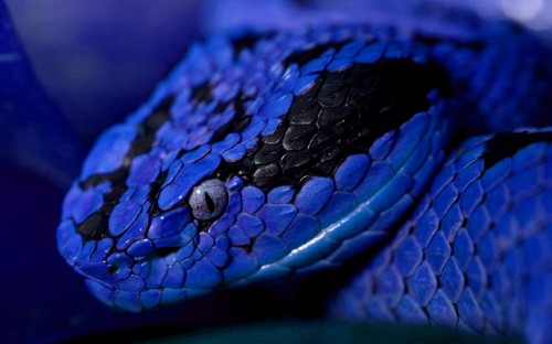 Image blue and yellow snake on brown tree branch