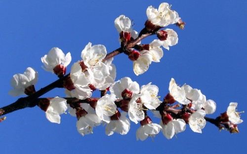 Image white cherry blossom in bloom during daytime