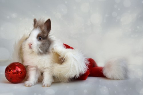 Image rabbit, Christmas Day, whiskers, moustache, tail