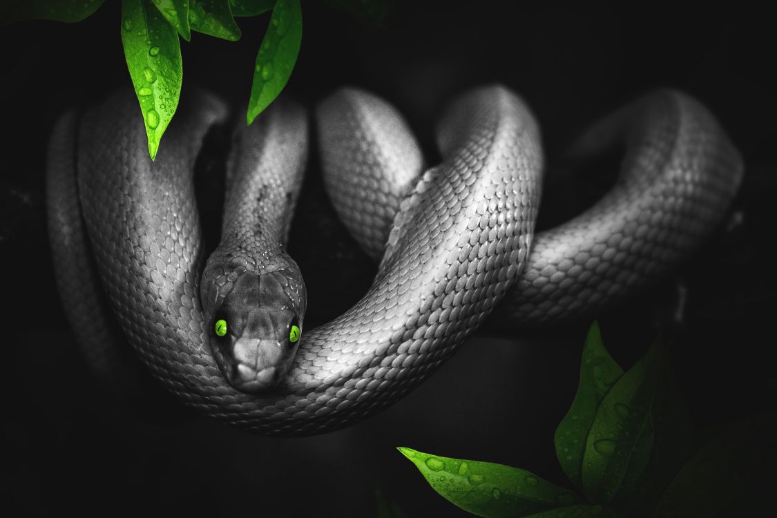 Serpent Vert Sur Sol Brun. Wallpaper in 4896x3264 Resolution