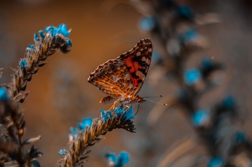 Image brown and black butterfly perched on purple flower in close up photography during daytime