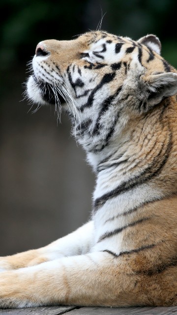 Image brown and white tiger lying on ground