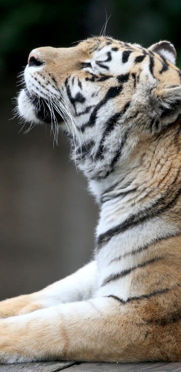 Image brown and white tiger lying on ground