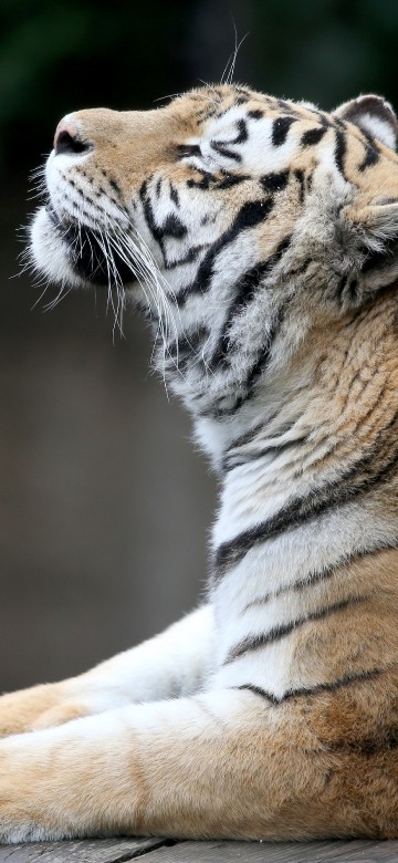 Image brown and white tiger lying on ground