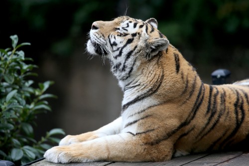 Image brown and white tiger lying on ground