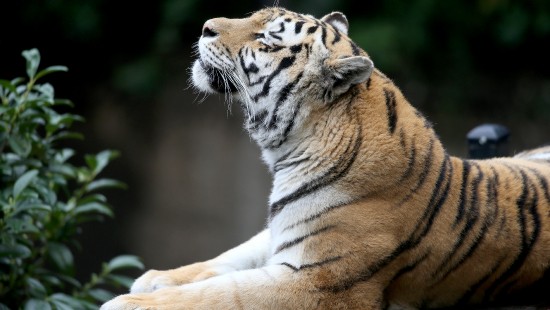 Image brown and white tiger lying on ground