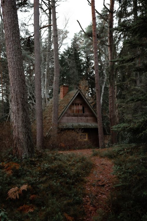 Braunes Holzhaus im Wald. Wallpaper in 3712x5568 Resolution