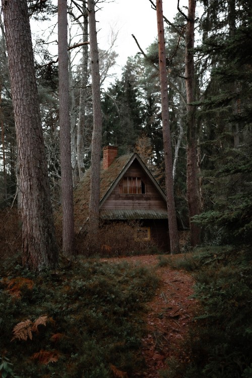 Image brown wooden house in the woods