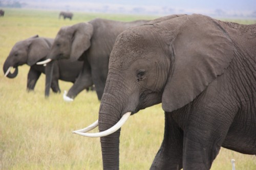 Image black elephant on green grass field during daytime