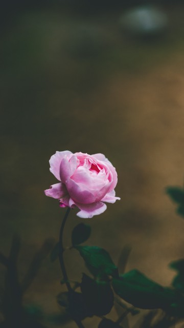Image pink rose in bloom during daytime