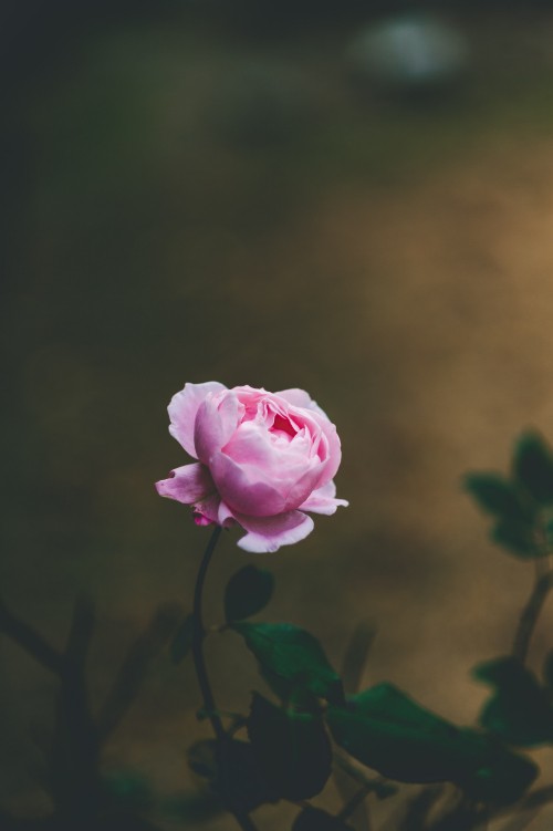 Image pink rose in bloom during daytime