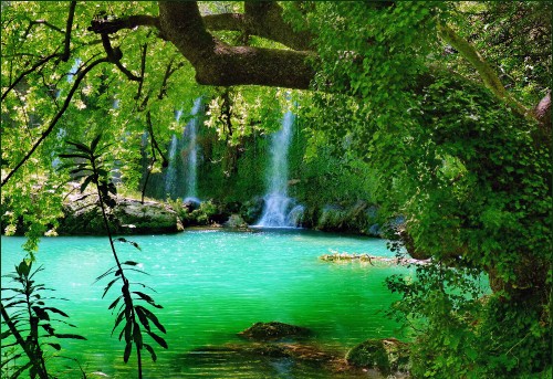 Image green trees beside body of water during daytime