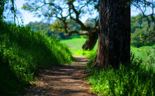 Image brown tree trunk on green grass field during daytime