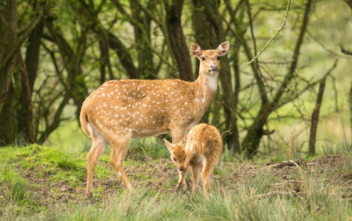 Image brown deer on green grass during daytime