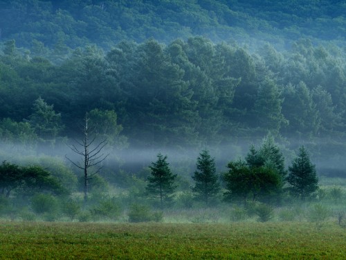 Image green grass field with trees