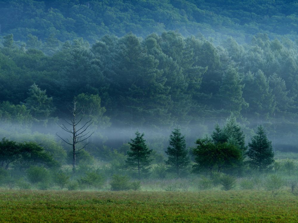 green grass field with trees