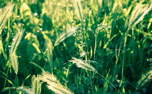 Image green wheat in close up photography