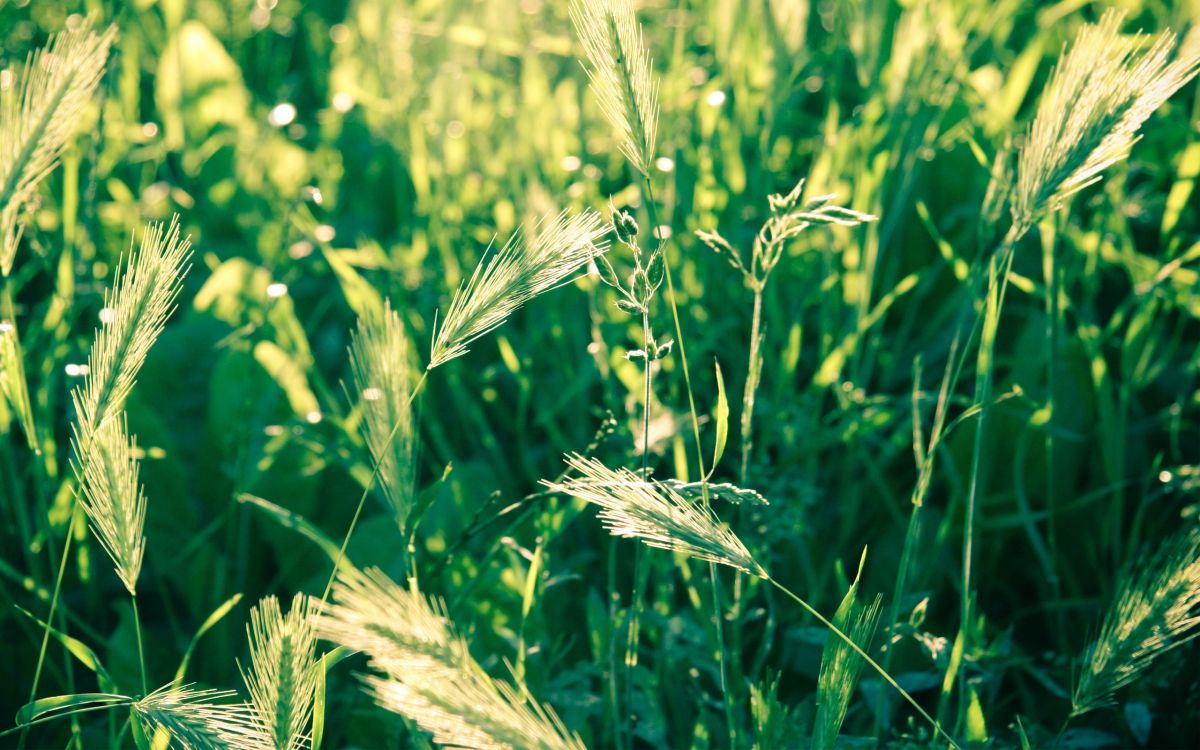 green wheat in close up photography