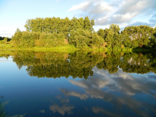 Image green trees beside body of water during daytime