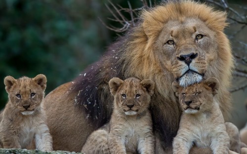 Image lion and lioness on green grass during daytime