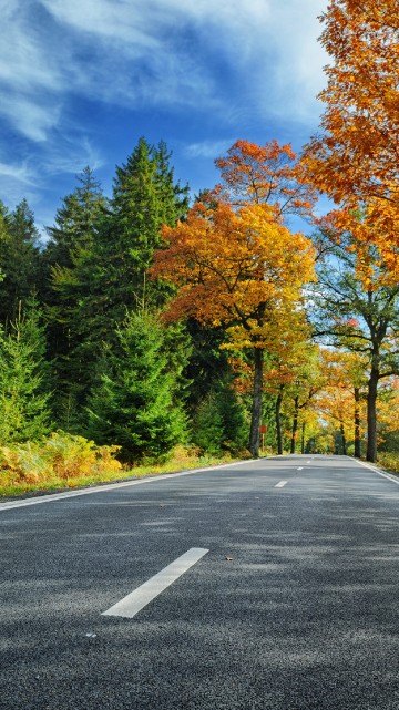 Image gray concrete road between green and brown trees under blue sky and white clouds during daytime