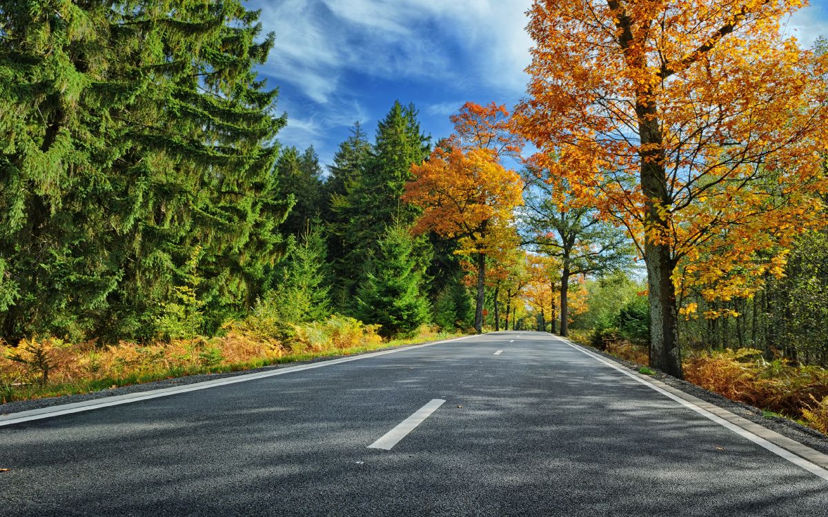 gray concrete road between green and brown trees under blue sky and white clouds during daytime