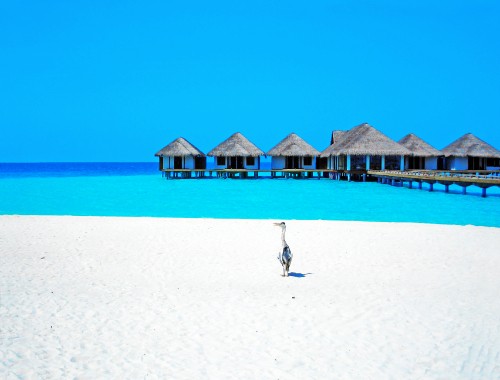 Image person walking on beach during daytime