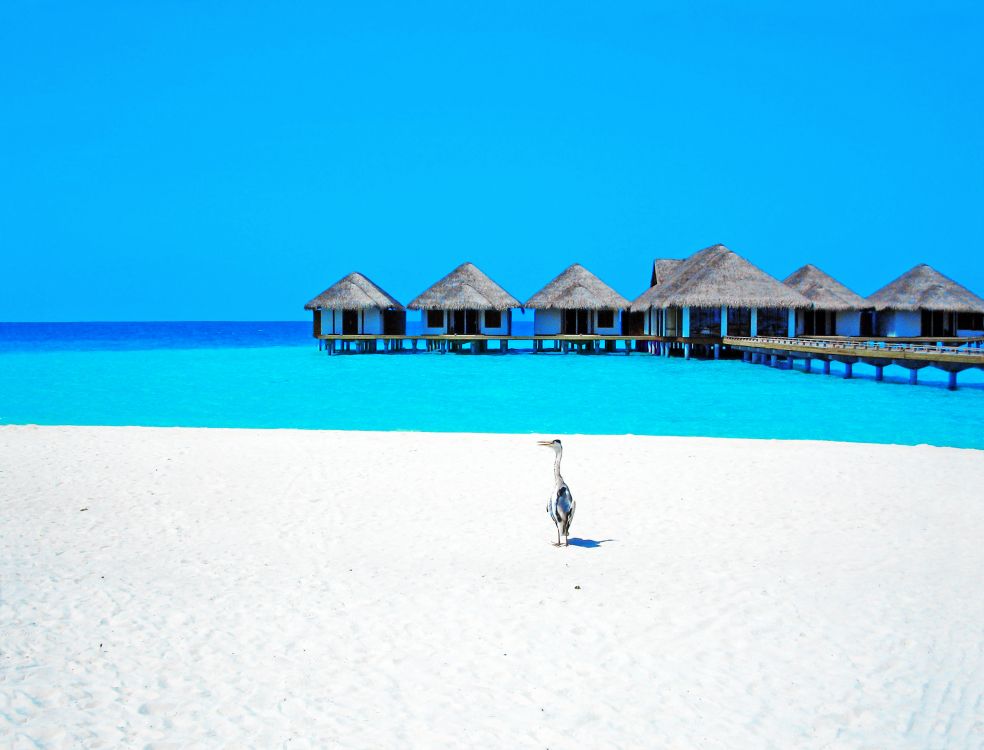 person walking on beach during daytime