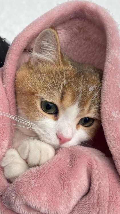 Britisch Kurzhaar, Aegean Cat, Europäische Kurzhaar, Britische Semi-Langhaar, Abessinier. Wallpaper in 1440x2560 Resolution