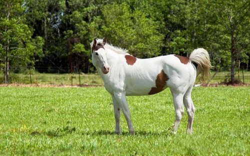 Image white and brown horse on green grass field during daytime