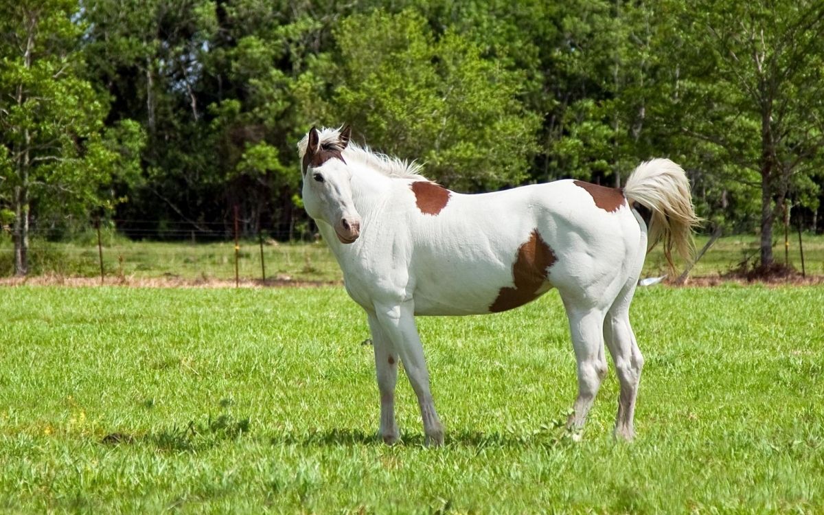 white and brown horse on green grass field during daytime