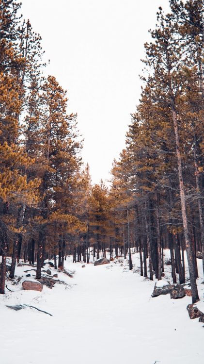 Neige, Denver, Train, Bus, Mélèze. Wallpaper in 720x1280 Resolution