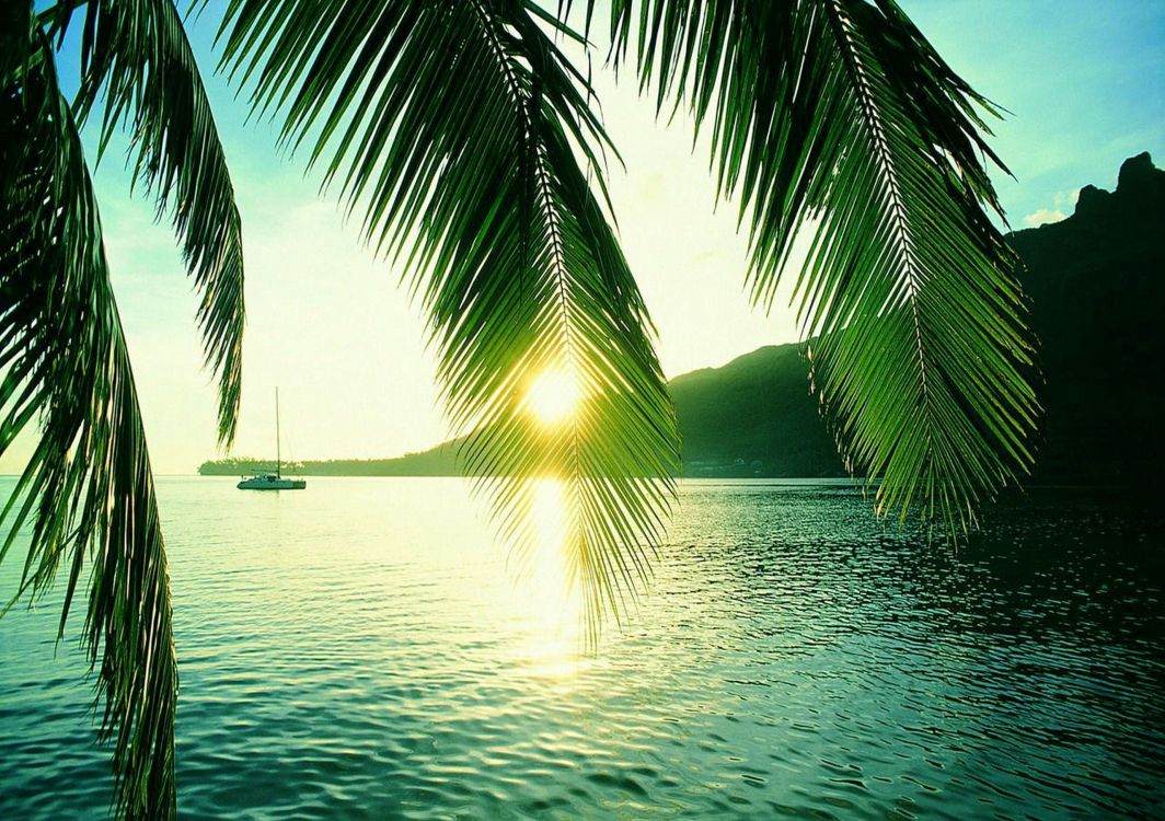 green palm tree near body of water during sunset