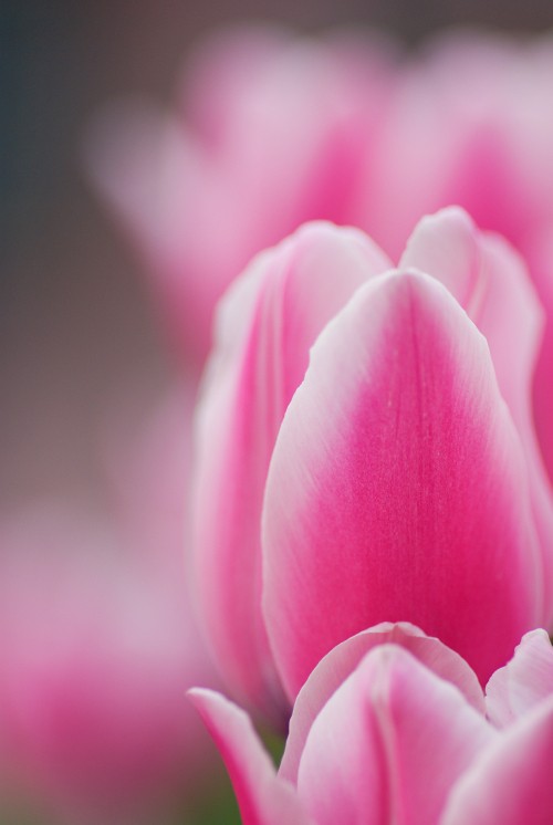 Image pink tulip in bloom in close up photography