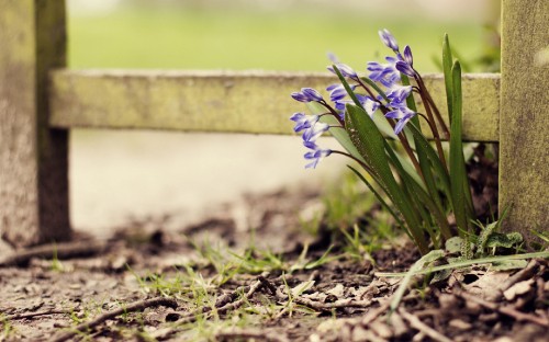 Image purple flower on brown soil