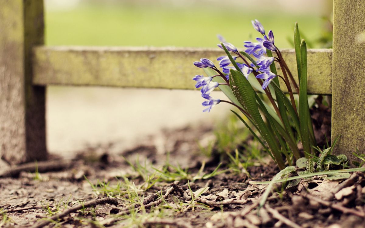 purple flower on brown soil