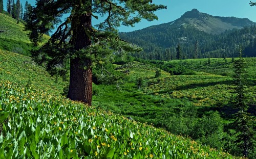 Image green grass field and trees with mountain in distance