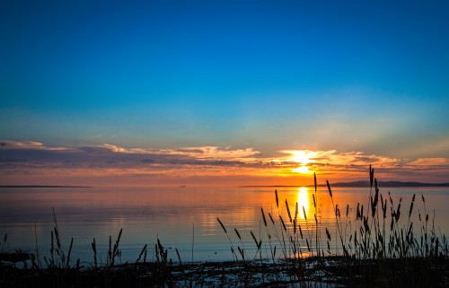 Image silhouette of grass near body of water during sunset