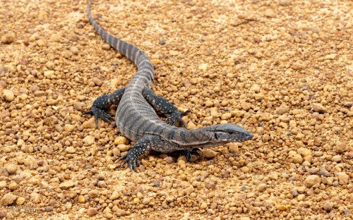 Image black and gray lizard on brown soil