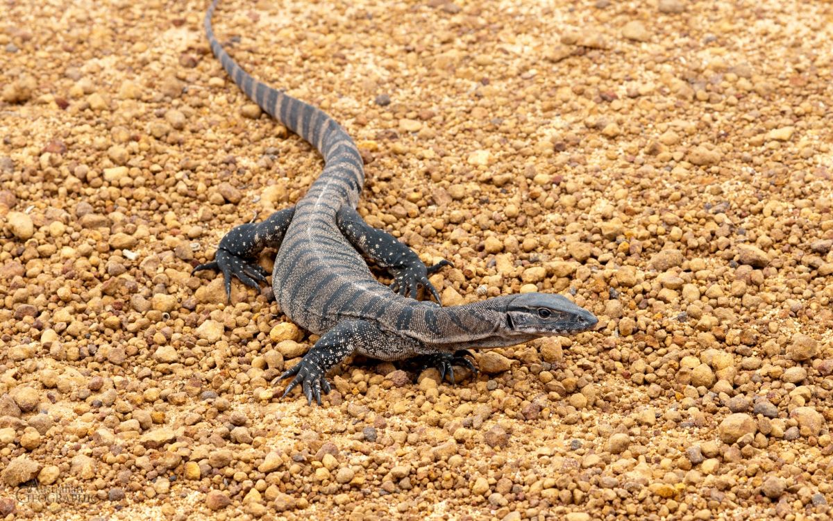 black and gray lizard on brown soil