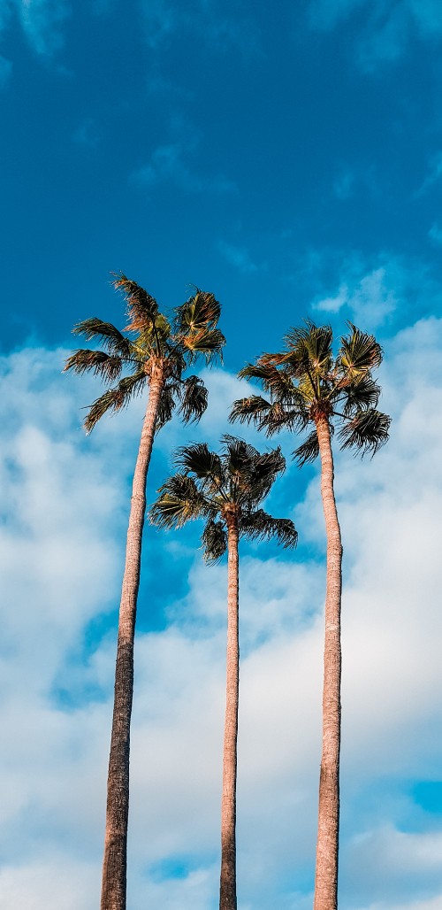 Image tree, nature, blue, palm tree, daytime