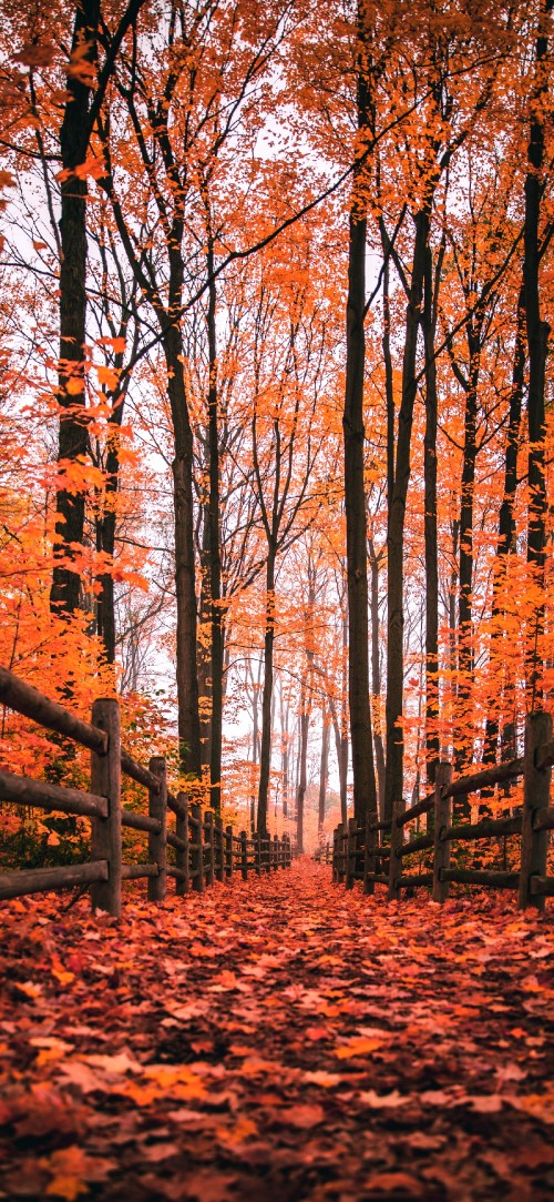 Image autumn, nature, natural landscape, wood, natural environment