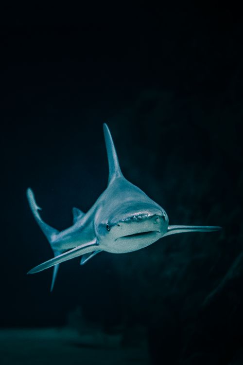 Requin Bleu Avec Fond Blanc. Wallpaper in 3547x5313 Resolution