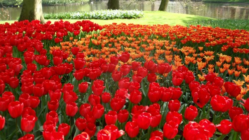 Image red tulips field during daytime