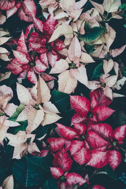 Image red and white leaves on black surface